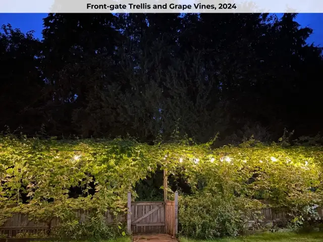 The grape vines in the front yard.