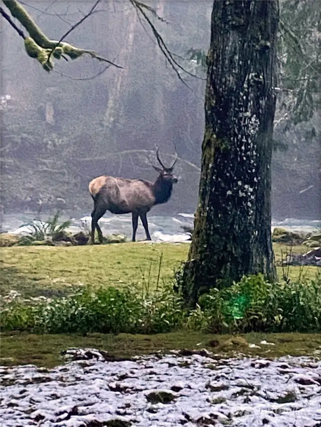 Some of the wildlife that comes to visit.