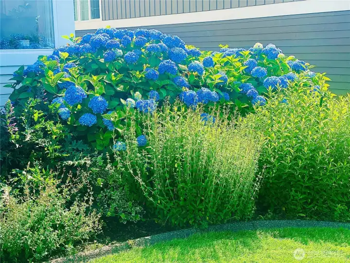 Seller's photo of previous summer blooms. Several more photos of the mature landscaping available upon request.
