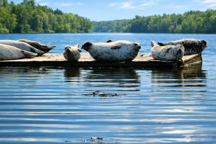Immerse yourself in Nature. You get enjoy these seals that regularly bask in the sun on a dock a co  uple houses down.