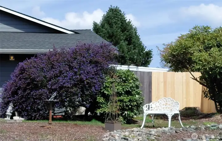 Here is that wild lilac in all her spring time glory.  Such a fabulous way to come out of the winter doldrums.