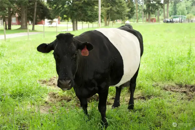 Martha the Cow