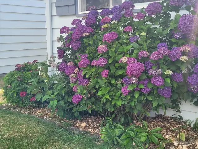 One of many beautiful hydrangeas to enjoy