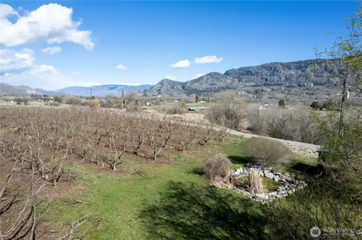 Back yard with pond and 1 acre of producing cherries