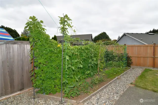 vegetable garden