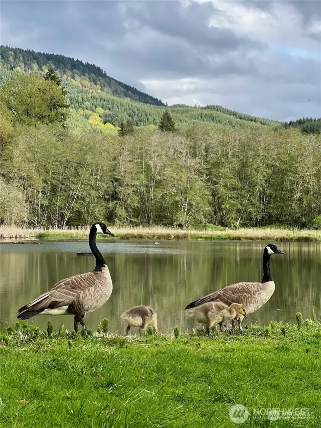Ryderwood Geese