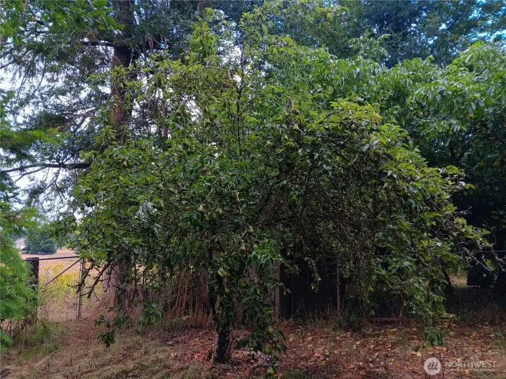 Pear tree
