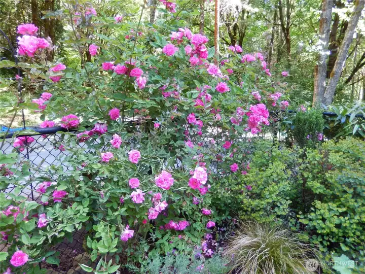 Photos taken in the spring to show what the property will look like once this rain finally lets up