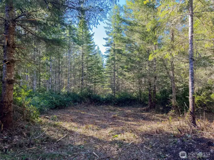 Wonderful level setting for a home in the woods with private power at the property edge.