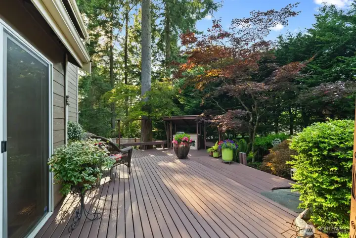 back yard