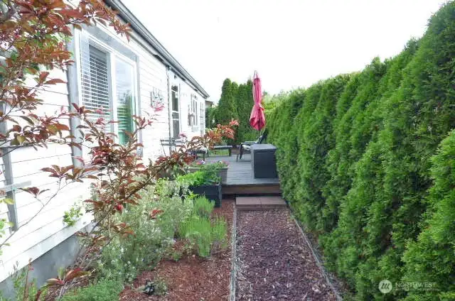 The other side of the deck and the plum tree (with plums on it too).