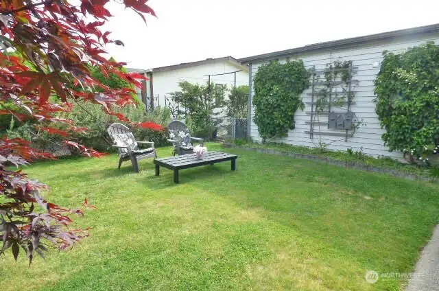 Front yard just inside the fence.