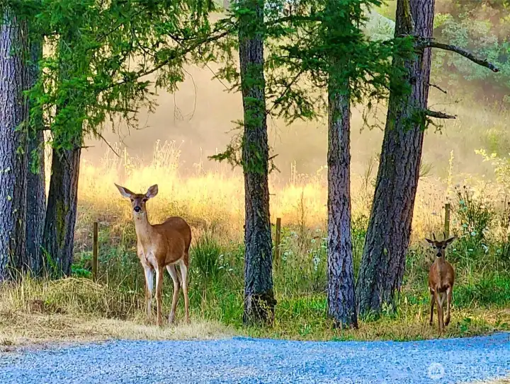 Local wildlife comes for a visit