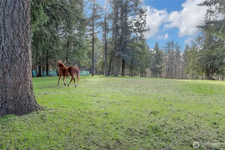 Pasture time for ponies
