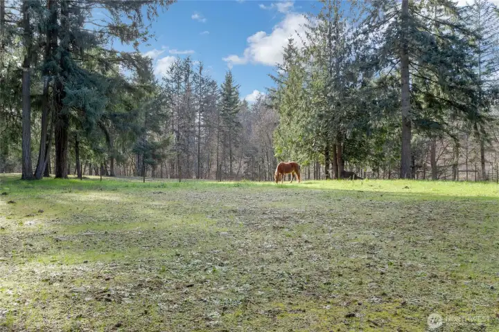 Pastures for your horses, cattle, goats to enjoy