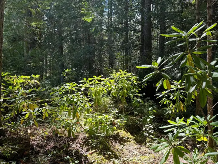 Lots of native rhodies. Lots of native rhodies.