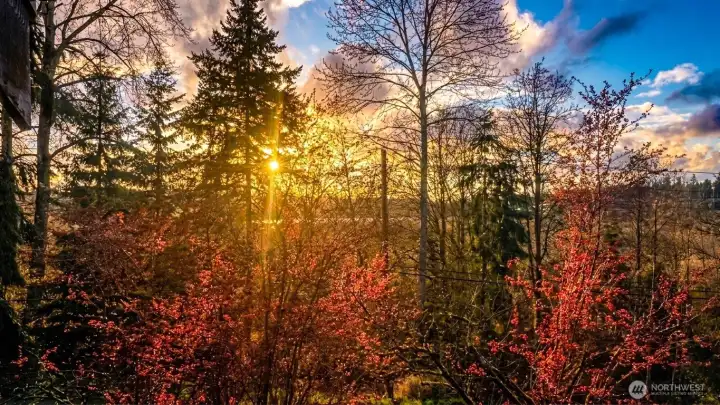 Lake Washington and Newport Shore