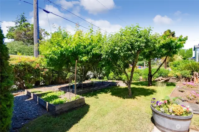 Private front yard, lots of raised gardens and fruit trees!