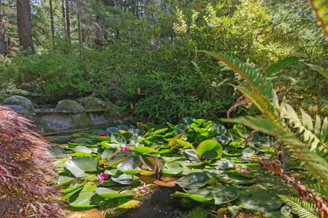 Lovely lily pond