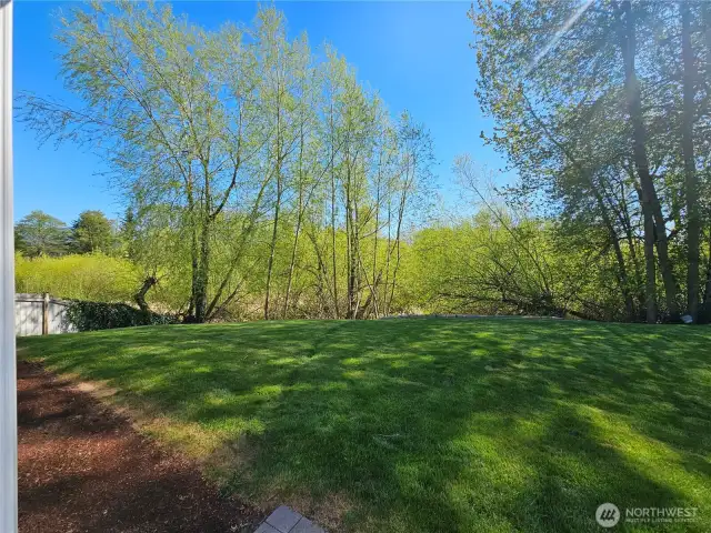 Back yard
