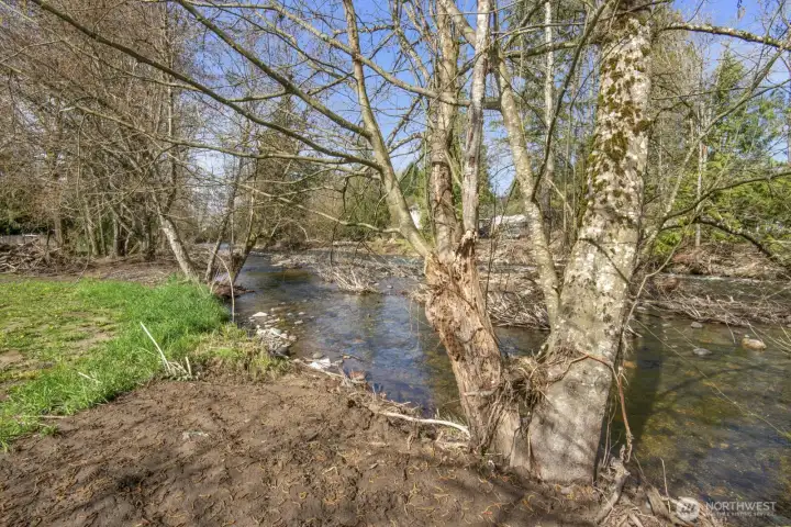 View of the creek from the backyard