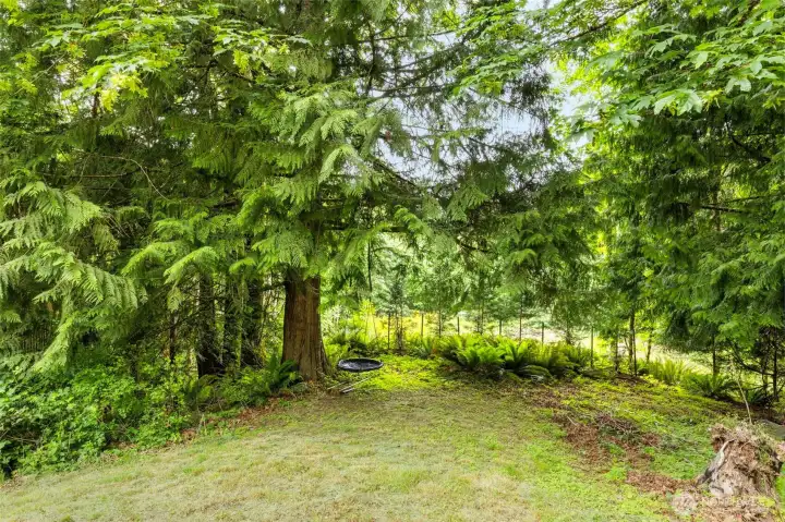Wonderful tree lined buffer area for privacy