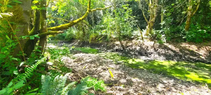 Pond Pond