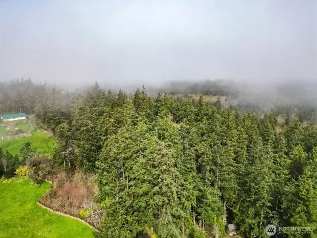 Everywhere you look there are trees