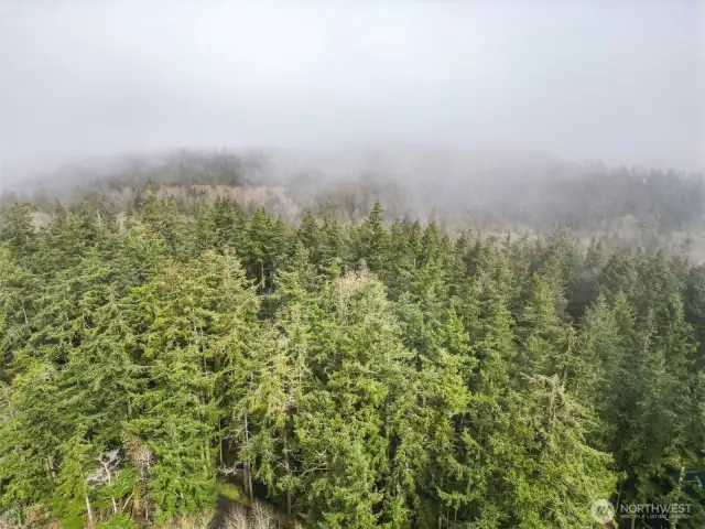 And more trees