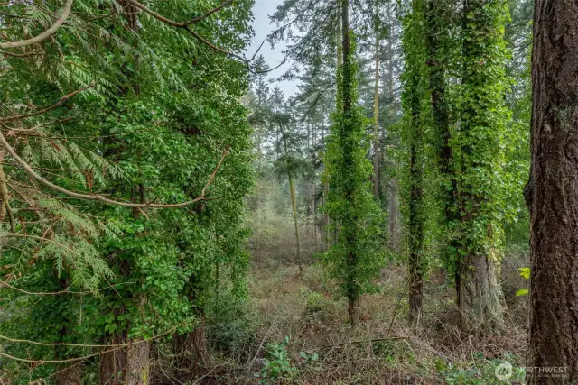 Some places you can see between the trees