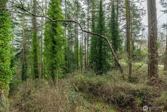Enjoy the trees!