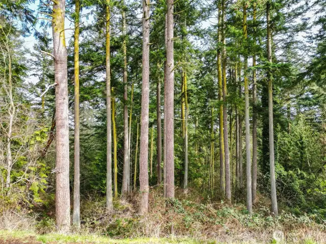 You can also remove trees!
