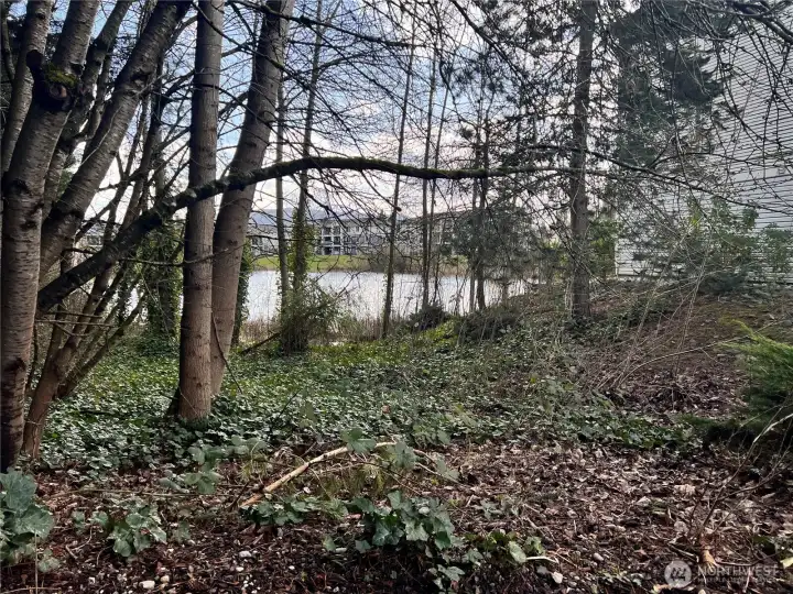 view from walking trail