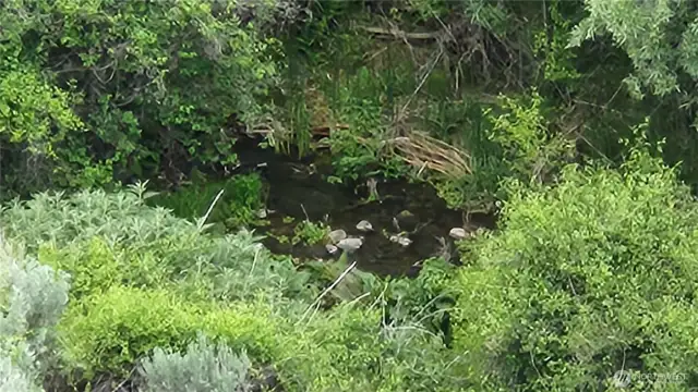 Views down into McCarteney Creek