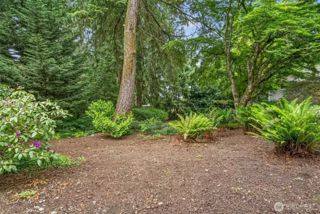 Mature Landscaping
