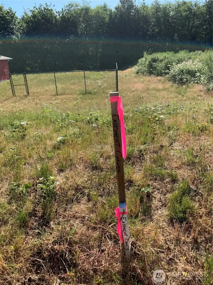 Property line before clearing