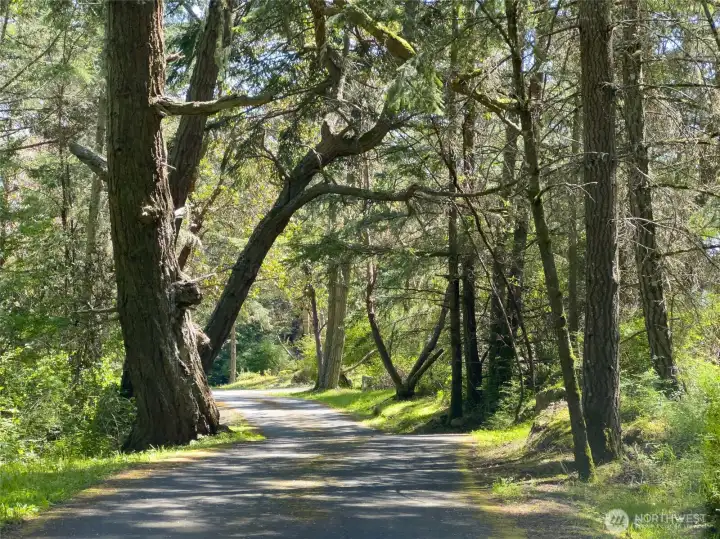 Garry oak, Douglas Fir, and Madrona forest
