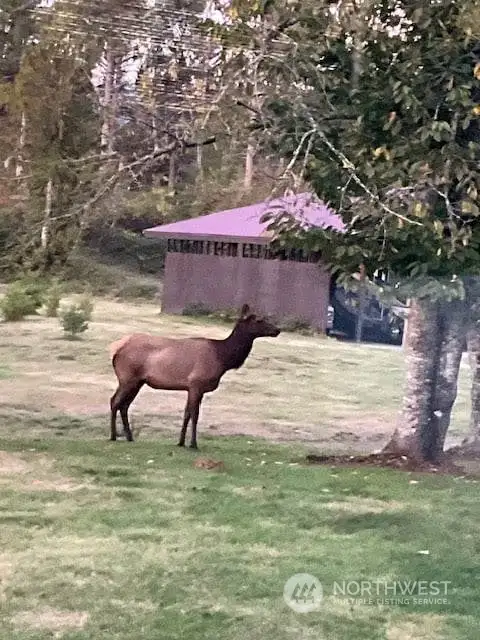 This cow elk has made herself quite at home on the property.