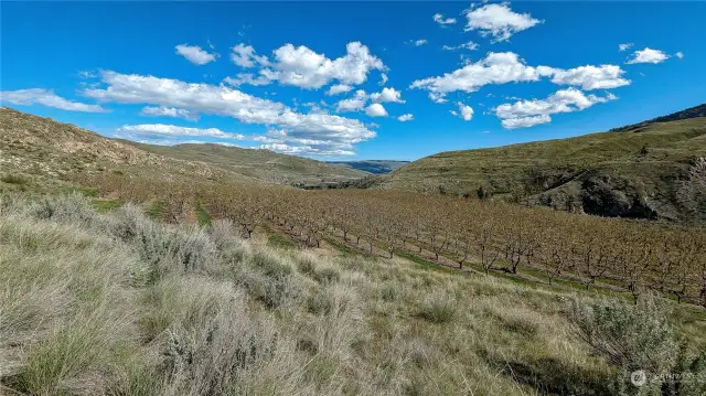 Looking East from West Center of property.