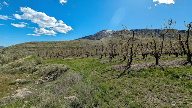 Looking south from East area of orchard.