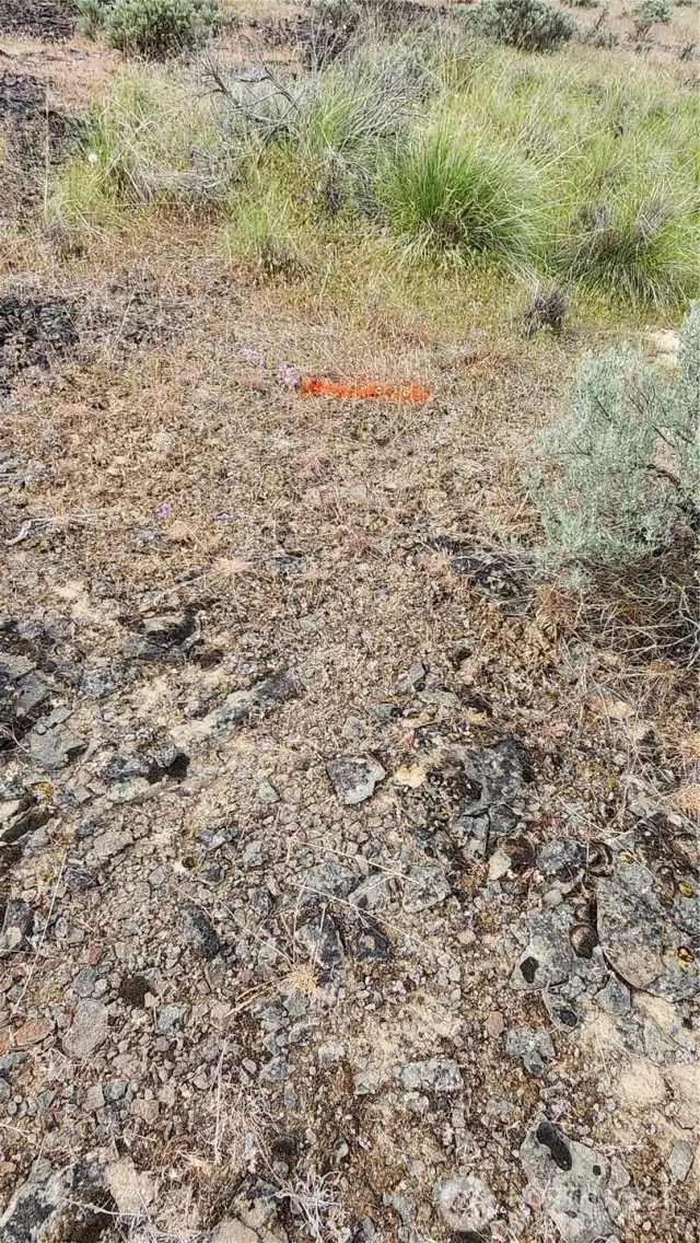 Approximate Location of property line
