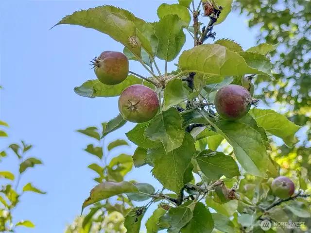 fruit trees