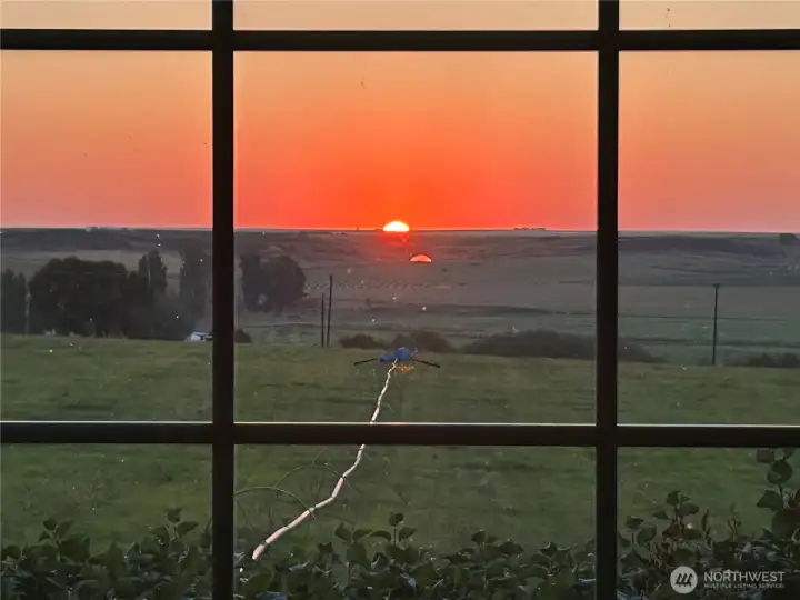 Morning sunrise and eastern view.  Extra bonus is you get to watch the moon rise also.  Photo shows approx 8 acres in orchard grass and 1/4 mile wheel line.  Irrigation equipment is included.