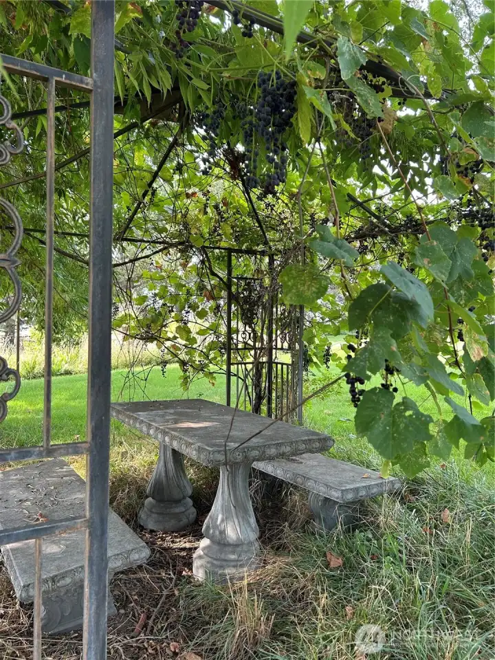 Gazebo with picnic area and grapes!
