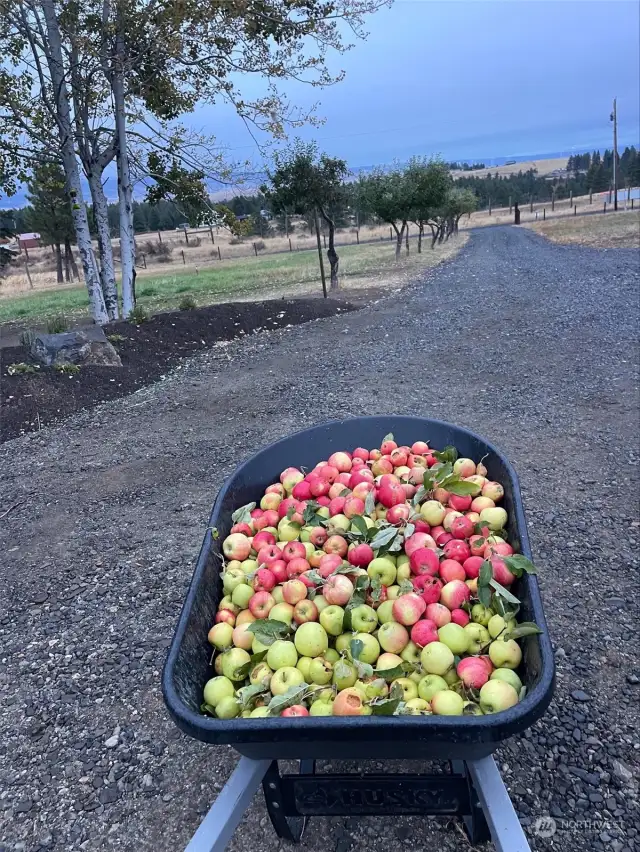 This years harvest; 3 wheelbarrows full.