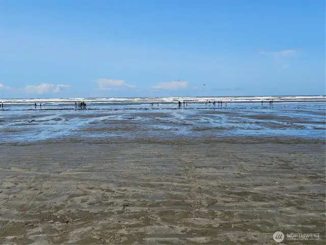 Clam dig in May