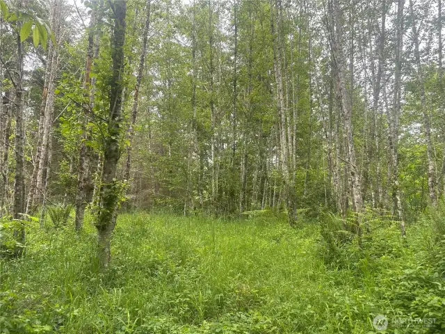 Potential homesite could easily be opened up.
