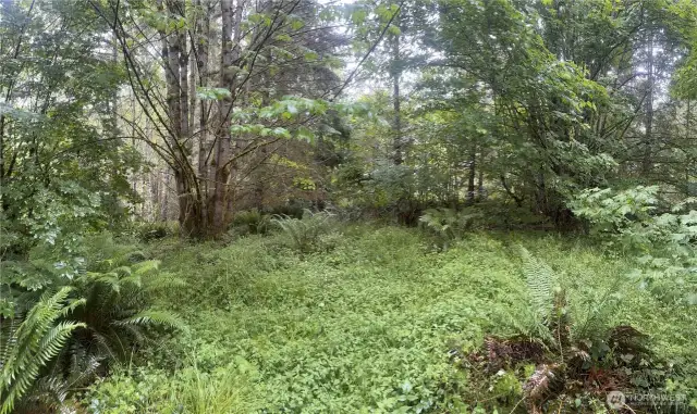 Several potential homesites.