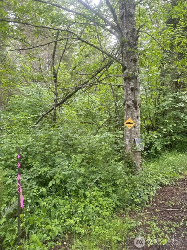 Line marker on Elkhorn Lane. Stream runs under Elkhorn Lane.