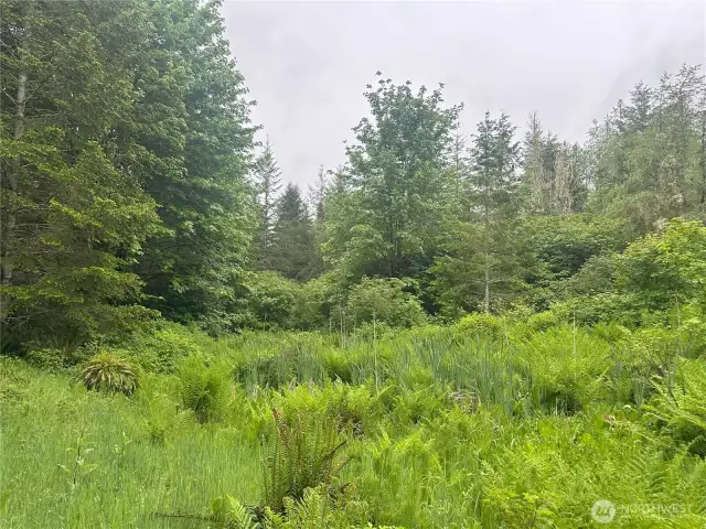 Clearing with stream running through.